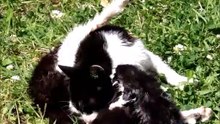 Black and White Mommy Cat (Ana) Licking and Drying Her Two Kittens