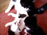 Black and White Mommy Cat and Her Two Kittens playing on the floor