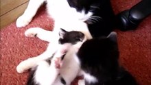 Black and White Mommy Cat and Her Two Kittens playing on the floor