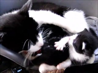 Black and White Mommy Cat Cleaning The Anus of Her Three Weeks Old Kittens