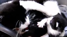 Black and White Mommy Cat Cleaning The Anus of Her Three Weeks Old Kittens