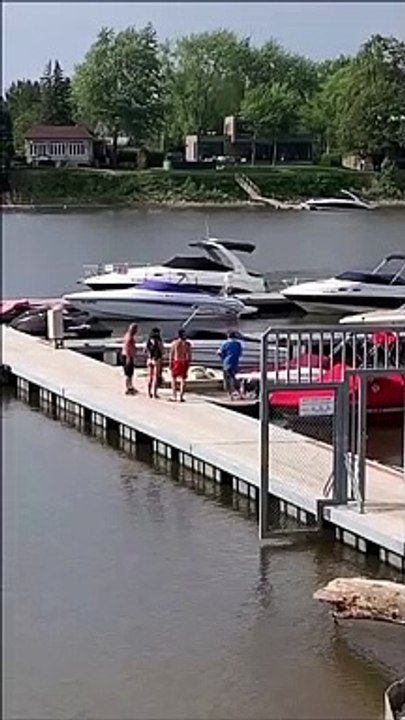 Après la baleine à Montréal, un phoque a été aperçu à Laval