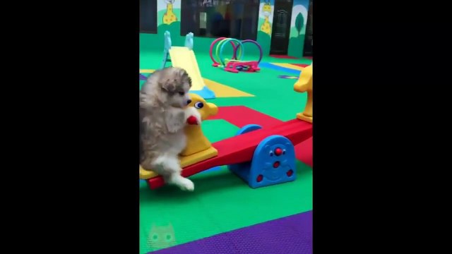 VIDEOS de GATOS CHISTOSOS (2020) - VIDEOS OF FUNNY CATS (2020)