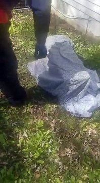 Wildlife control Detroit - Raccoon Removal Detroit Southfield mi