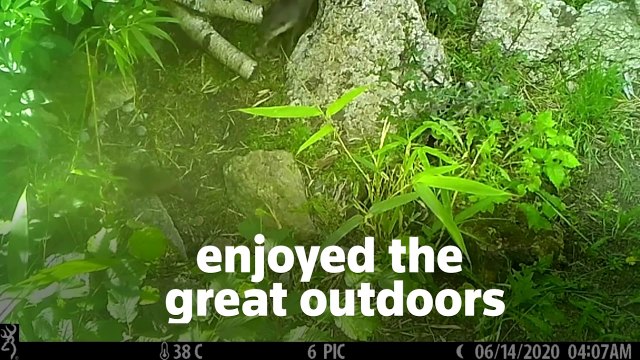 'Otterly' adorable pups' first venture outside