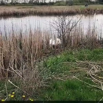 Ce cygne s'en prend aux golfeurs en pleine partie !