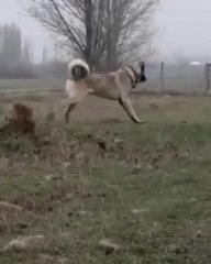 4*4 TARLA SURER ANADOLU COBAN KOPEGi - 4*4 ANATOLiAN SHEPHERD DOG