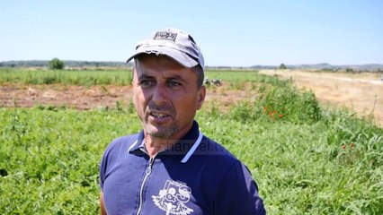 Fermerët, ankesa për shalqirin/ Çmimi më i ulët i 10 viteve të fundit