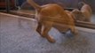 DOG| DOGS| Cute dogs| ADORABLE DOG'S FUNNY FAILURES- DOG'S DOING DOG THINGS|ANIMAL AND DOG FIGHTING VIDEO| dog and animal fighting videos | funny animal fighting videos