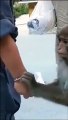 Chú khỉ an ủi khi nhìn thấy cậu bé đeo chiếc vòng bạc
