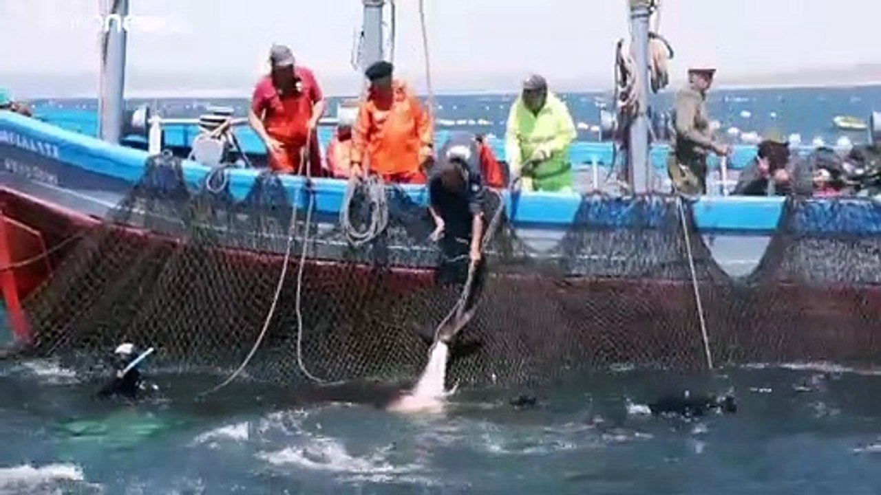 Un alga asiática invasora amenaza la pesca de atunes de la almadraba en Cádiz