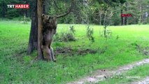 Sarıkamış ormanında kaşınan ayılar güldürdü