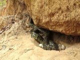 Finding And Stealing Snake Eggs Nest In Underground Hole Cooking Eating Delicious
