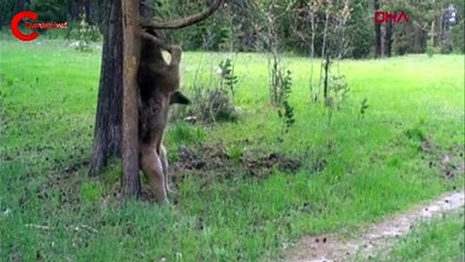 Sarıkamış'ta ayıların gülümseten görüntüleri! Kaşınmalarının iki nedeni var