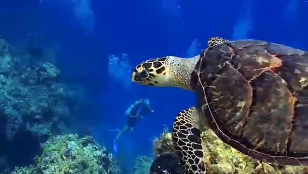 10 Minute Brainwave entrainment | Relaxation for Health & Pain relief