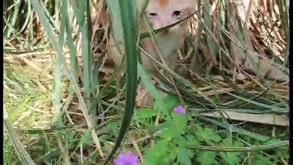 petits cacahouete 05