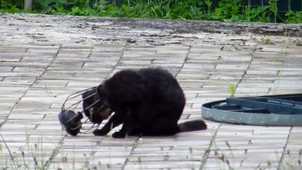 Des citoyens se mobilisent en masse pour sauver le chat Pixar