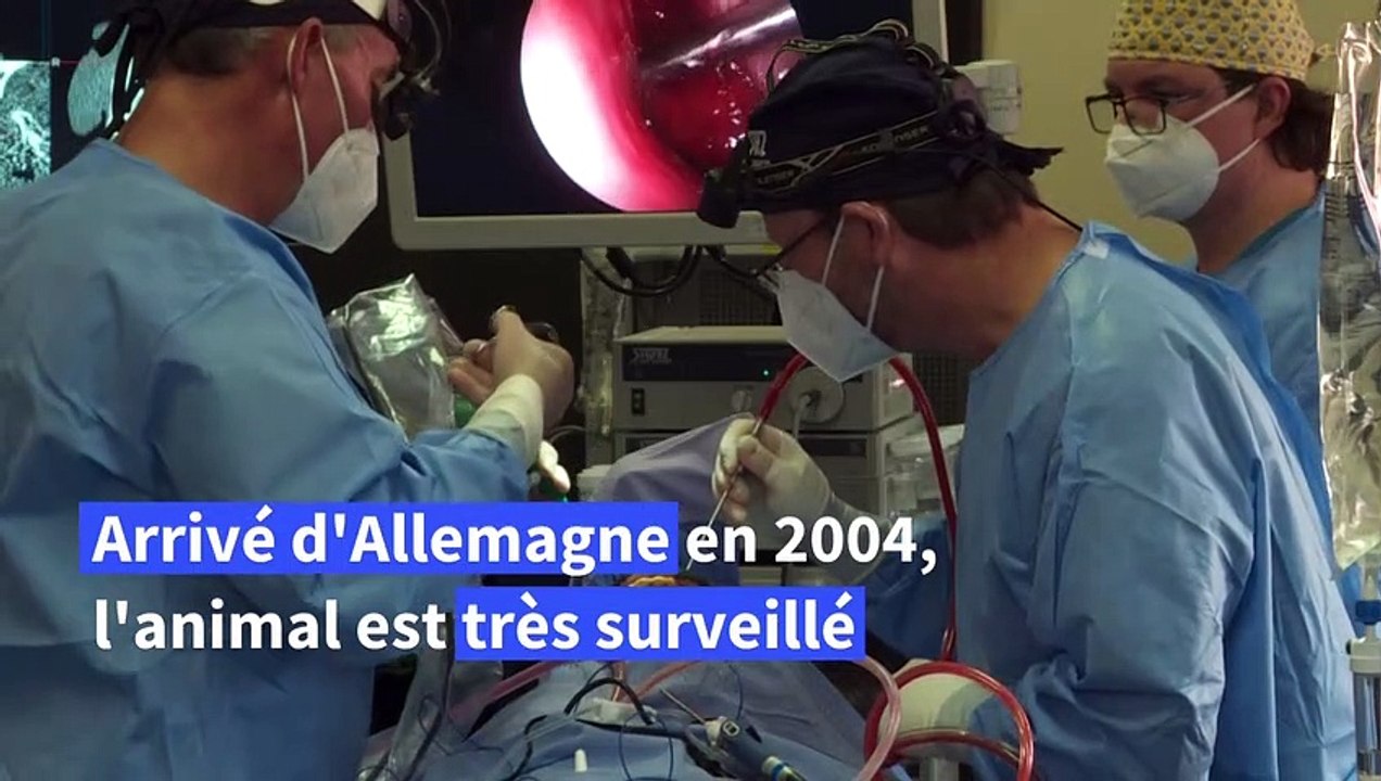 Opération spectaculaire d'un gorille, classé en danger d'extinction