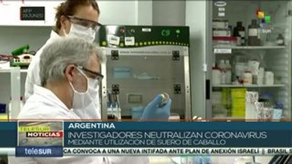Argentina: investigadores neutralizan coronavirus con suero de caballo