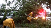 Sakarya’da park halindeki aracın üzerine ağaç devrildi