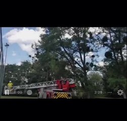 Sauvetage petit chat Grâce-Hollogne