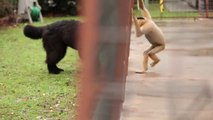 Un chien et un singe se lient d'amitié... adorable
