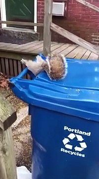 Il trouve un écureuil coincé dans une poubelle