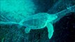 Ces plongeurs trouvent une tortue piégée dans un filet et la sauvent