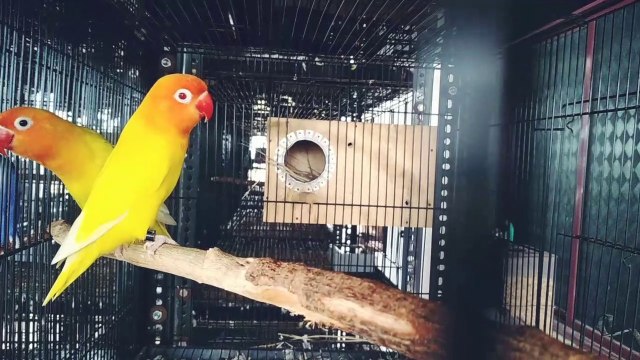 Birds Love | African Birds | Cockatiel | Colourful Parrots | India