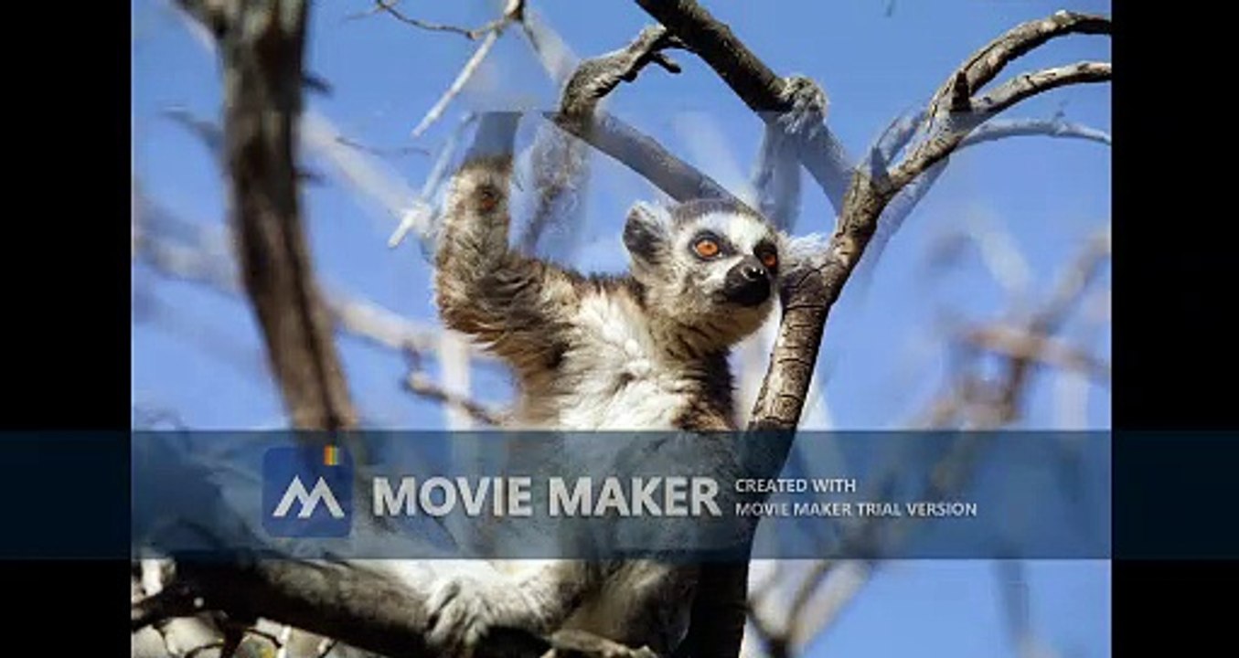 The world of lemurs - Lemurs of Madagascar, Ring-Tailed Lemurs