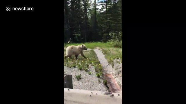 Not a polar bear! Rare 'white grizzly' spotted in rural Canada