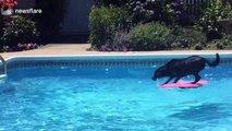 Dog keeps better balance than most humans when surfing across owner's pool