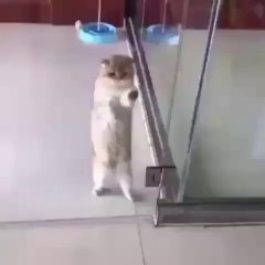 Naughty cat,funny cat videos,cute cat videos,animals,cats,pets,funny,funny cat videos,cute cat videos,animals,cats,pets,funny,cute,funny animals,cute animals,cat videos,dog videos,funny dog videos,funny cats,cats meowing,cats fighting,cats talking,cats an