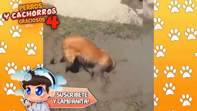 RECOPILACION PERROS Y CACHORROS GRACIOSOS #1