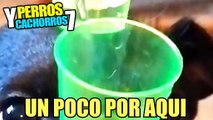 PERROS Y CACHORROS GRACIOSOS #7