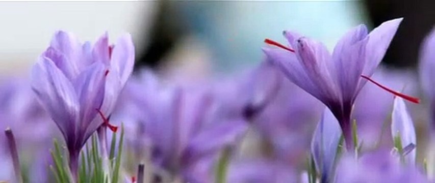 NEGIN !! WA:083 854 153 392	Jual Harga Bunga Saffron Surabaya - Malang