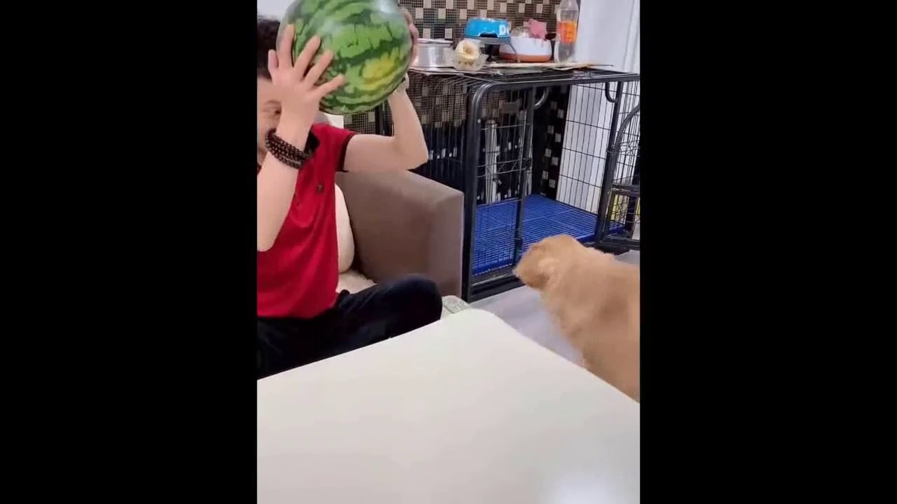 3 minutes Try Not To Laugh Challenge - Funny Cat & Dog Vines compilation