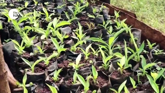 Kisii banana farmers turn to seedlings