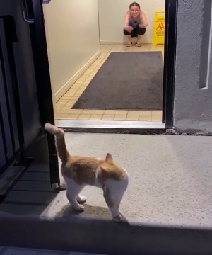 Un chat errant suit un couple jusqu'à leur maison et s'incruste