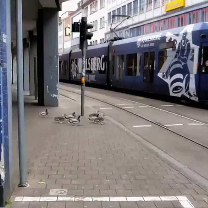 traffic rule ||birds