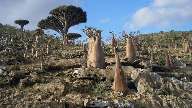 Yemen: UAE-backed separatists take control of Socotra