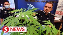 Couple among three nabbed for growing ganja plants in Penang