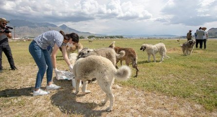 Sokak köpekleri için seferber oldular