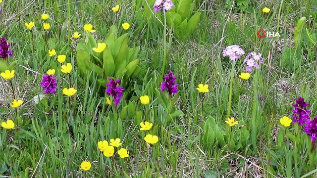 'Artabel Gölleri Tabiat Parkı' yaz mevsimiyle birlikte eşsiz bir görüntüye büründü