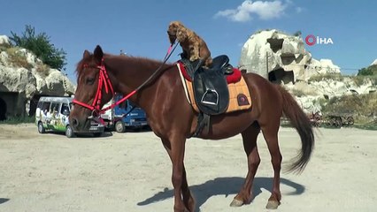 Köpeğin at üzerinde Kapadokya keyfi