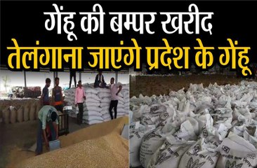गेंहू की बम्पर खरीद, तेलंगाना जाएंगे प्रदेश के गेंहू