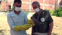 Siirt'te ayağı kırık şekilde bulunan yavru atmaca tedavi altına alındı