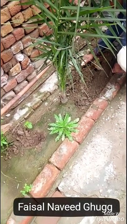 #kitchengarden #vegesathome #planting #organicfood Planting at home by Faisal Naveed Ghugg