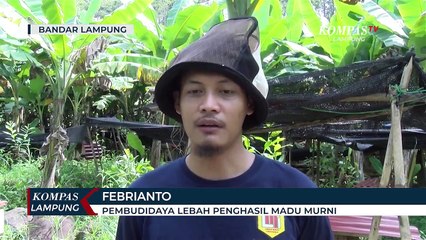 Madu Murni Banjir Pesanan di Tengah Pandemi Covid-19