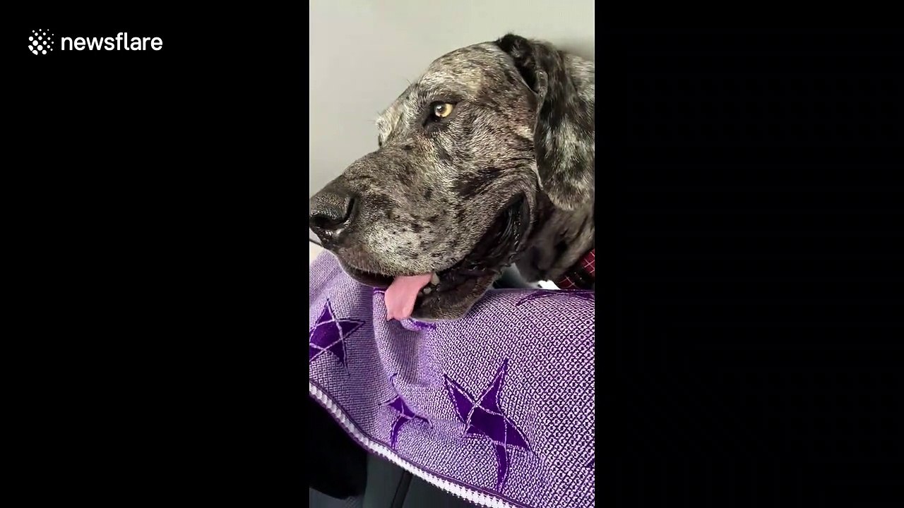 Baby makes hilarious face when he meets a Great Dane for the first time